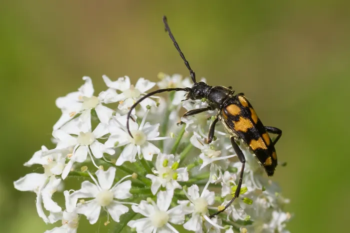 Gerahmter Druck : Marco ist ein Bild eines Insekts. Gerahmter Druck : Marco ist ein Bild eines Insekts.