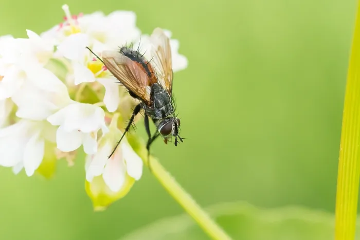Gerahmter Druck : Marco ist ein Insektenbild. Gerahmter Druck : Marco ist ein Insektenbild.