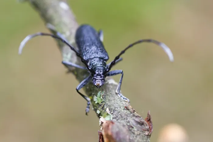 Gerahmter Druck : Marco ist ein Bild eines Insekts. Gerahmter Druck : Marco ist ein Bild eines Insekts.