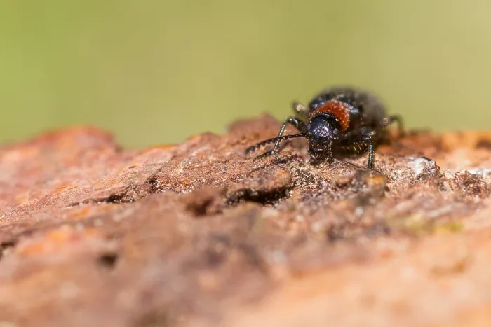 Gerahmter Druck : Marco bild eines Insekts Gerahmter Druck : Marco bild eines Insekts