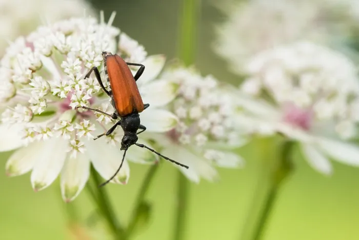 Gerahmter Druck : Marco ist ein Bild eines Insekts. Gerahmter Druck : Marco ist ein Bild eines Insekts.
