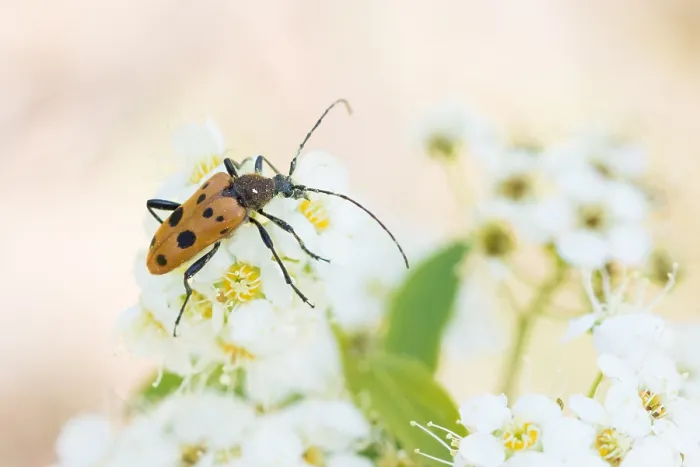 Gerahmter Druck : Marco-Bild eines Insekts. Gerahmter Druck : Marco-Bild eines Insekts.