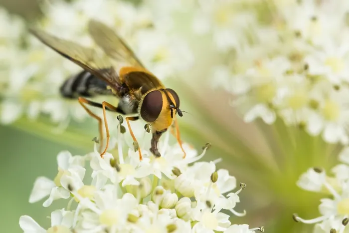 Gerahmter Druck : Marco ist ein Bild eines Insekts. Gerahmter Druck : Marco ist ein Bild eines Insekts.