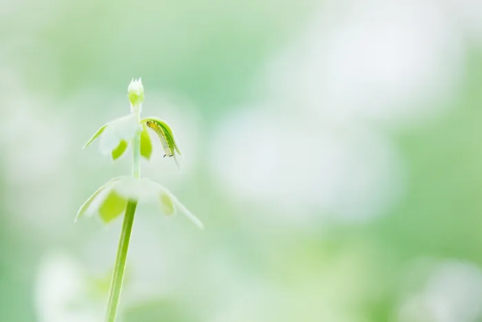 Gerahmter Druck : Marco-Bild eines Insekts. Gerahmter Druck : Marco-Bild eines Insekts.