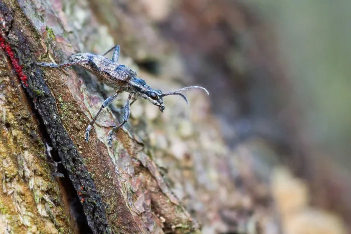 Gerahmter Druck : Marco ist ein Insektenbild. Gerahmter Druck : Marco ist ein Insektenbild.