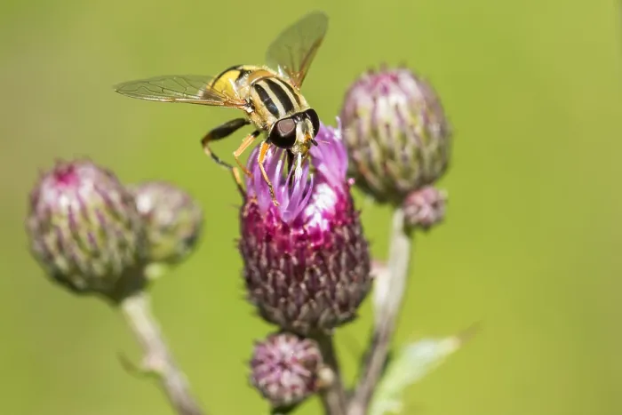 Gerahmter Druck : Marco ist ein Insektbild. Gerahmter Druck : Marco ist ein Insektbild.