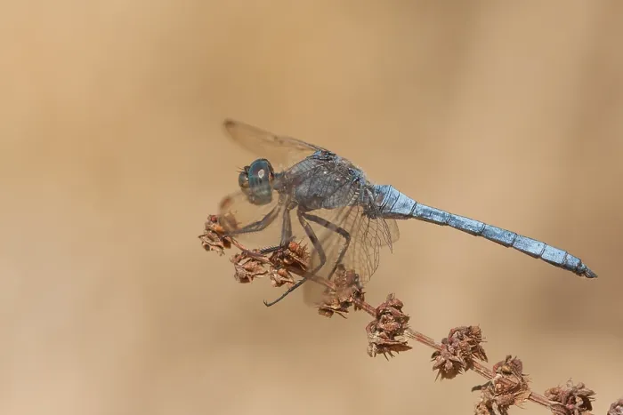 Gerahmter Druck : Marco ist ein Bild eines Insekts.