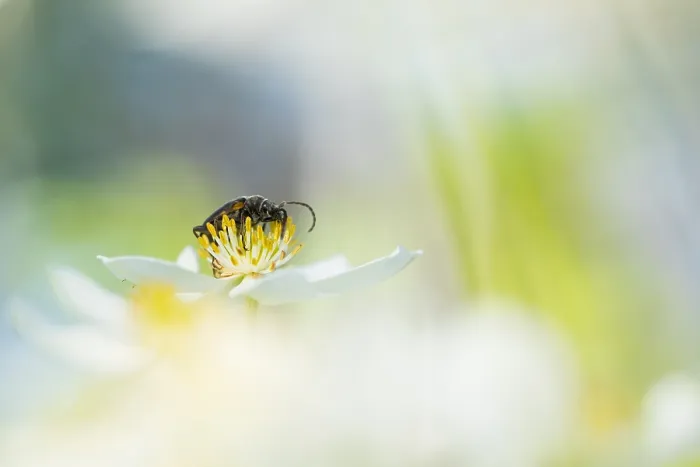 Gerahmter Druck : Marco ist ein Bild eines Insekts.