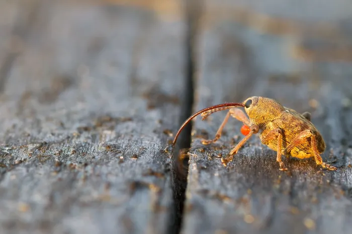 Gerahmter Druck : Marco-Bild eines Insekts. Gerahmter Druck : Marco-Bild eines Insekts.