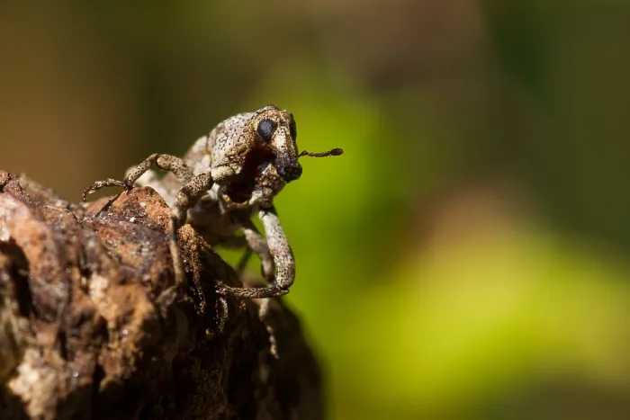 Gerahmter Druck : Marco-Bild eines Insekts. Gerahmter Druck : Marco-Bild eines Insekts.