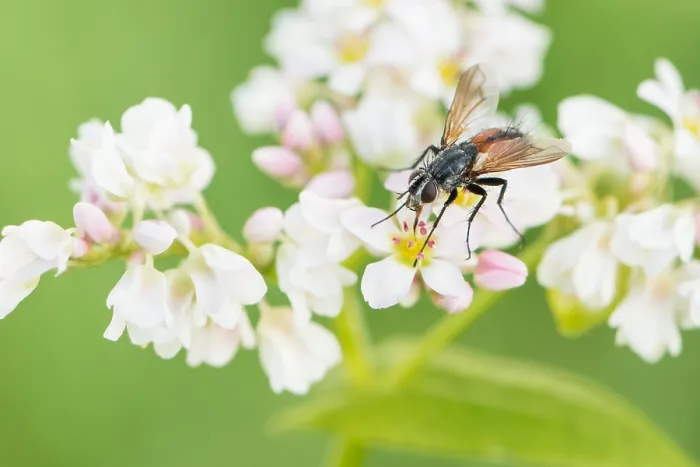 Gerahmter Druck : Marco ist ein Insektbild. Gerahmter Druck : Marco ist ein Insektbild.