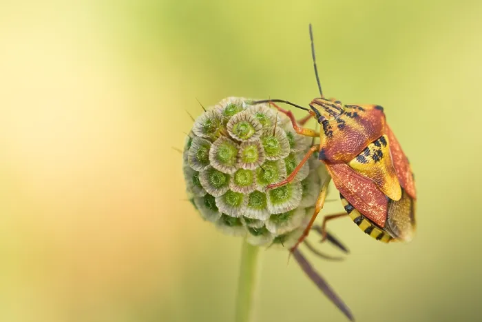 Gerahmter Druck : Marco-Bild eines Insekts Gerahmter Druck : Marco-Bild eines Insekts