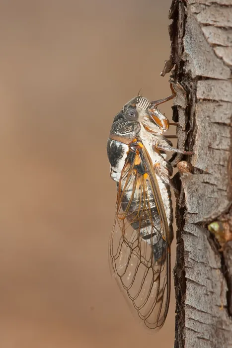 Gerahmter Druck : Marco ist ein Insektbild. Gerahmter Druck : Marco ist ein Insektbild.