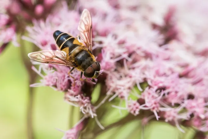 Gerahmter Druck : Marco ist ein Insektenbild. Gerahmter Druck : Marco ist ein Insektenbild.