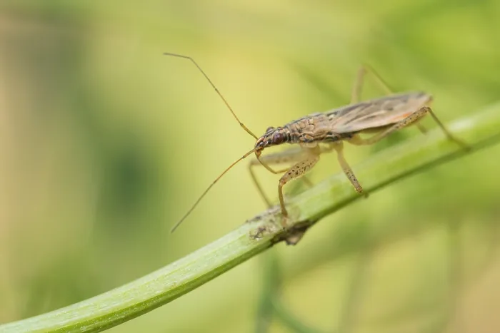 Gerahmter Druck : Marco ist ein Insektbild. Gerahmter Druck : Marco ist ein Insektbild.