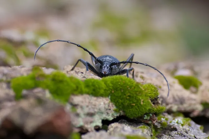 Gerahmter Druck : Marco ist ein Bild eines Insekts. Gerahmter Druck : Marco ist ein Bild eines Insekts.