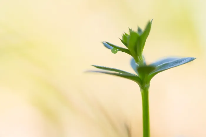 Gerahmter Druck : Marco ist ein Insektenbild. Gerahmter Druck : Marco ist ein Insektenbild.