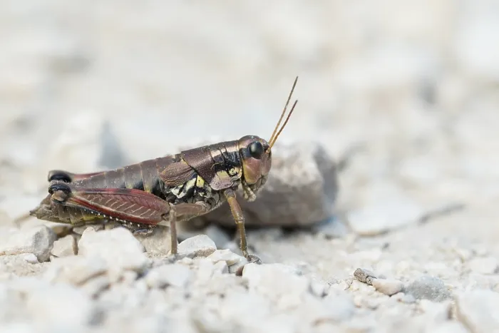 Gerahmter Druck : Marco-Bild eines Insekts. Gerahmter Druck : Marco-Bild eines Insekts.