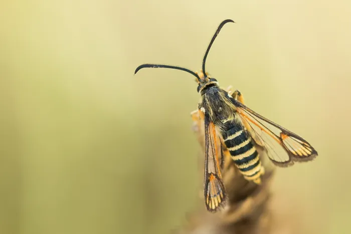 Gerahmter Druck : Marco ist ein Insektenbild. Gerahmter Druck : Marco ist ein Insektenbild.