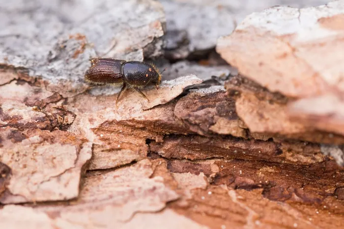 Gerahmter Druck : Marco ist ein Insektenbild. Gerahmter Druck : Marco ist ein Insektenbild.