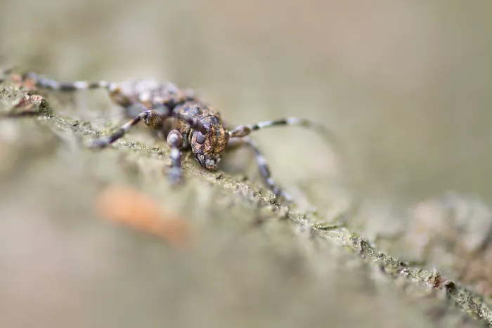 Gerahmter Druck : Marco ist ein Bild eines Insekts. Gerahmter Druck : Marco ist ein Bild eines Insekts.