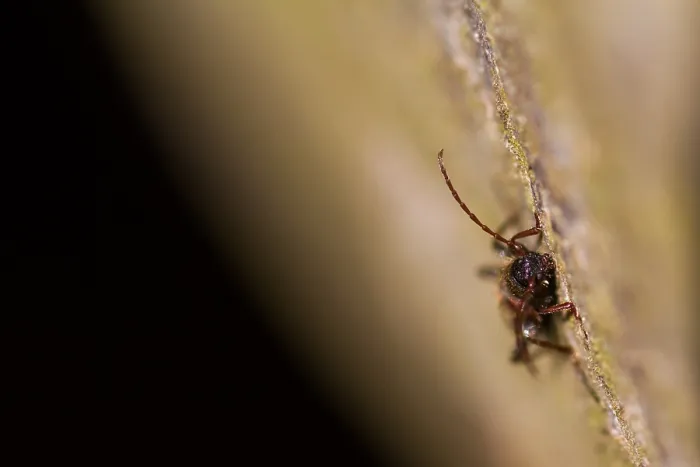 Gerahmter Druck : Marco ist ein Insektenbild. Gerahmter Druck : Marco ist ein Insektenbild.