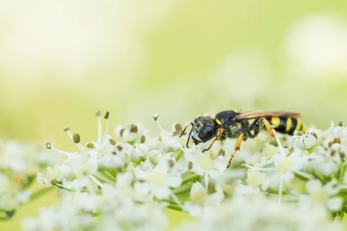 Gerahmter Druck : Marco ist ein Bild eines Insekts. Gerahmter Druck : Marco ist ein Bild eines Insekts.
