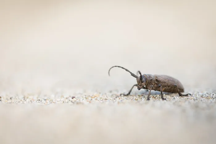 Gerahmter Druck : Marco ist ein Insektens Bild. Gerahmter Druck : Marco ist ein Insektens Bild.