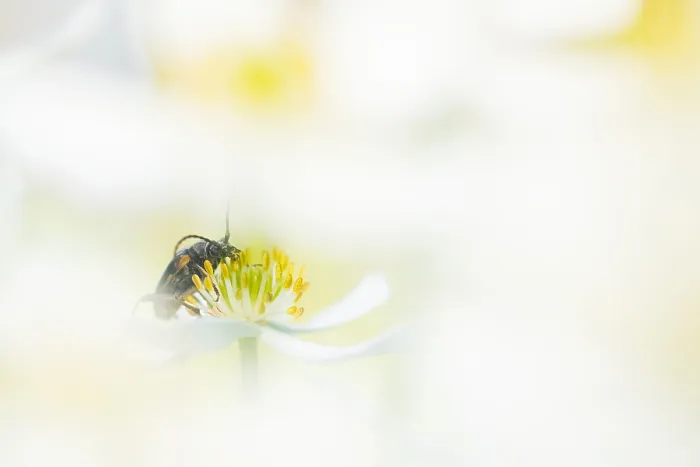 Gerahmter Druck : Marco ist ein Bild eines Insekts. Gerahmter Druck : Marco ist ein Bild eines Insekts.