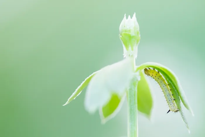 Gerahmter Druck : Marco ist ein Bild eines Insekts. Gerahmter Druck : Marco ist ein Bild eines Insekts.