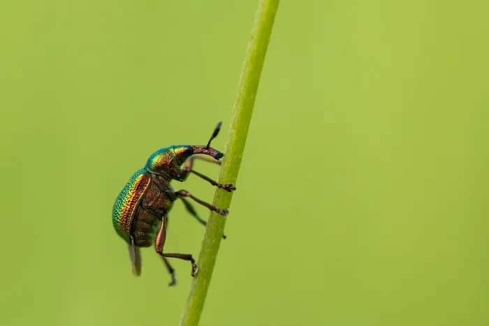 Gerahmter Druck : Marco-Bild eines Insekts Gerahmter Druck : Marco-Bild eines Insekts