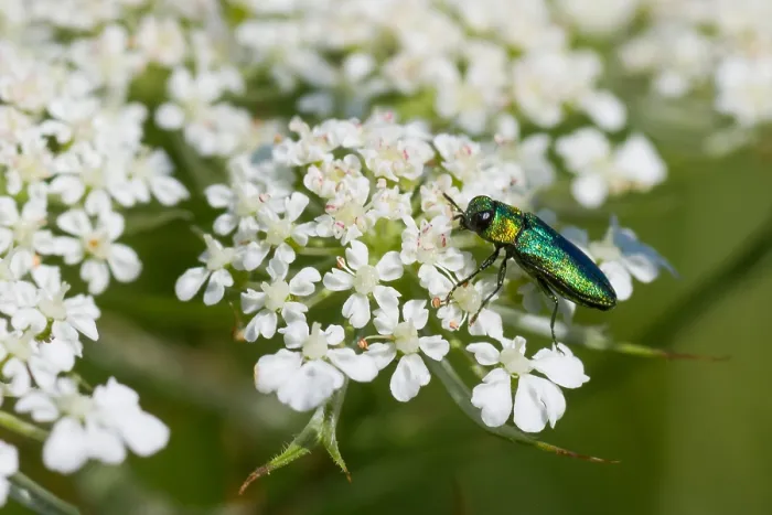 Gerahmter Druck : Marco-Bild eines Insekts Gerahmter Druck : Marco-Bild eines Insekts