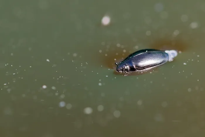 Gerahmter Druck : Marco-Bild eines Insekts. Gerahmter Druck : Marco-Bild eines Insekts.