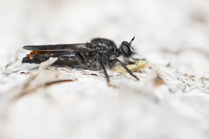 Gerahmter Druck : Marco ist ein Bild eines Insekts. Gerahmter Druck : Marco ist ein Bild eines Insekts.