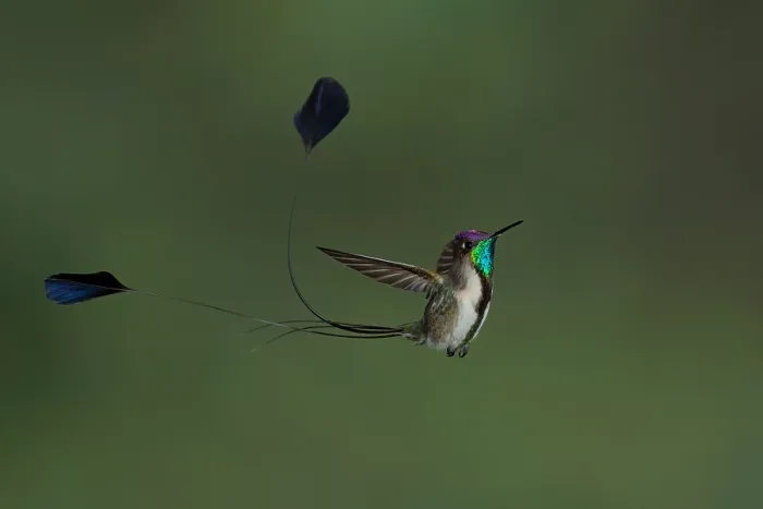 Gerahmter Druck : Marvelöse Spatuletail Gerahmter Druck : Marvelöse Spatuletail