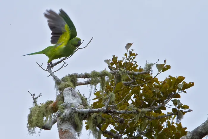 Gerahmter Druck : Mauritiusparkiet, Echo-Paradiesvogel, Psittacula eques echo Gerahmter Druck : Mauritiusparkiet, Echo-Paradiesvogel, Psittacula eques echo
