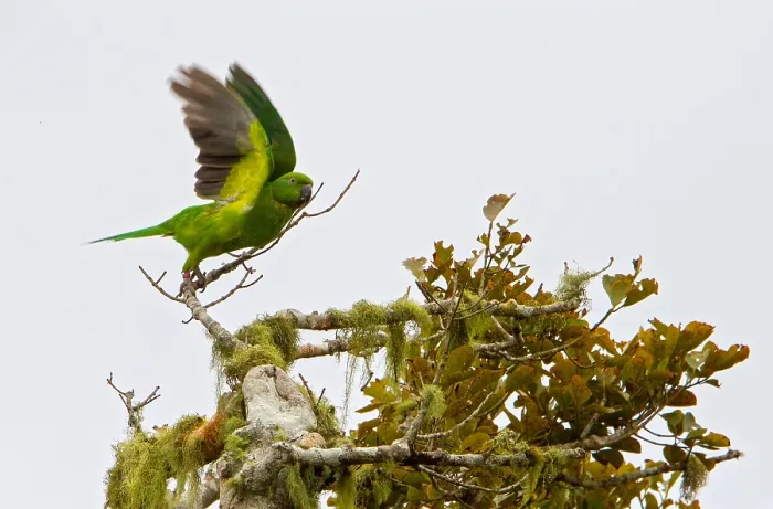Gerahmter Druck : Mauritiusparkiet, Echo-Paradiesvogel, Psittacula echo Gerahmter Druck : Mauritiusparkiet, Echo-Paradiesvogel, Psittacula echo