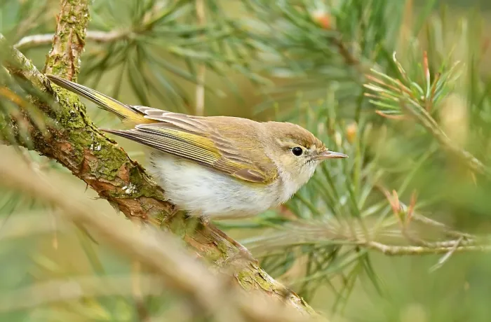Gerahmter Druck : Mai, Niederlande, Phylloscopus bonelli. Gerahmter Druck : Mai, Niederlande, Phylloscopus bonelli.