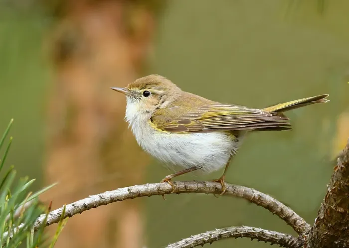 Gerahmter Druck : Mai, Niederlande, Phylloscopus bonelli. Gerahmter Druck : Mai, Niederlande, Phylloscopus bonelli.