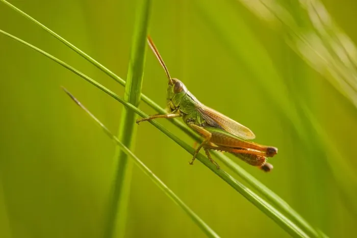 Gerahmter Druck : Wiesen Sprinkhan, Pseudochorthippus parallelus. Gerahmter Druck : Wiesen Sprinkhan, Pseudochorthippus parallelus.