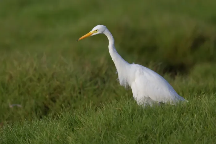 Gerahmter Druck : Mittelgrasflamingo