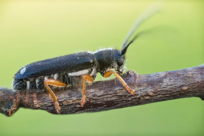 Gerahmter Druck : Menesia bipunctata Gerahmter Druck : Menesia bipunctata