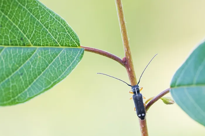 Gerahmter Druck : Menesia bipunctata Gerahmter Druck : Menesia bipunctata