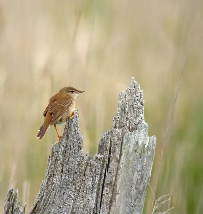 Gerahmter Druck : Middendorffs Grashüpferbrachvogel, Helopsaltes ochotensis Gerahmter Druck : Middendorffs Grashüpferbrachvogel, Helopsaltes ochotensis