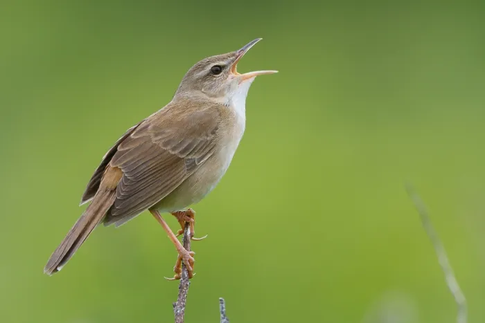 Gerahmter Druck : Middendorffs Grashüpferbrachvogel, Helopsaltes ochotensis Gerahmter Druck : Middendorffs Grashüpferbrachvogel, Helopsaltes ochotensis