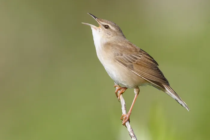 Gerahmter Druck : Middendorffs Grashüpferbrachvogel, Helopsaltes ochotensis Gerahmter Druck : Middendorffs Grashüpferbrachvogel, Helopsaltes ochotensis