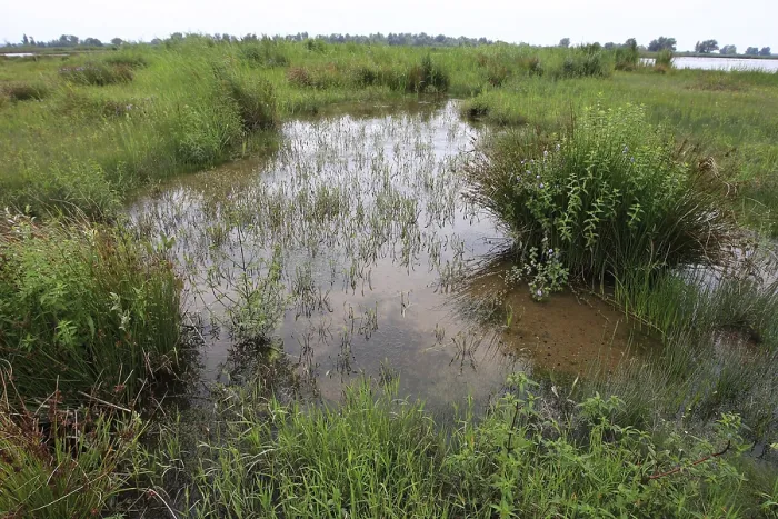 Gerahmter Druck : Sumpf, Süßwasserzonen Gerahmter Druck : Sumpf, Süßwasserzonen
