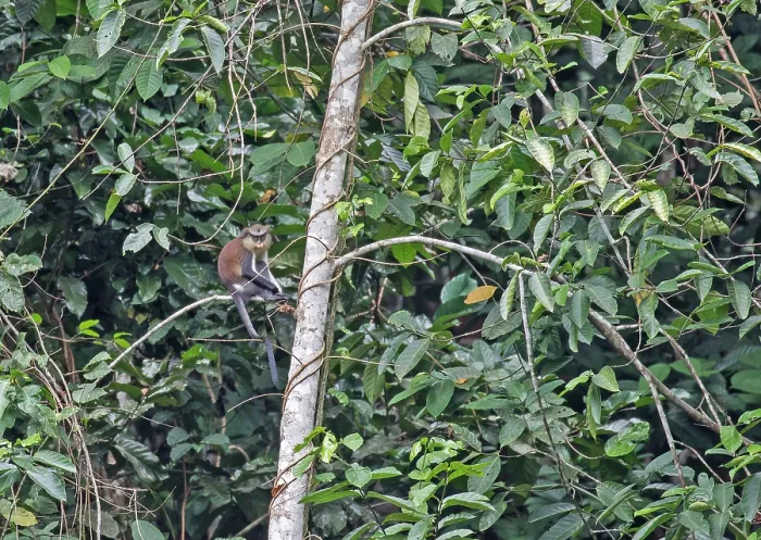 Gerahmter Druck : Mona-Monkey, Cercopithecus mona Gerahmter Druck : Mona-Monkey, Cercopithecus mona