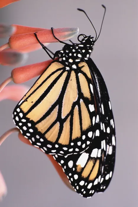 Gerahmter Druck : Monarch-Schmetterling Gerahmter Druck : Monarch-Schmetterling