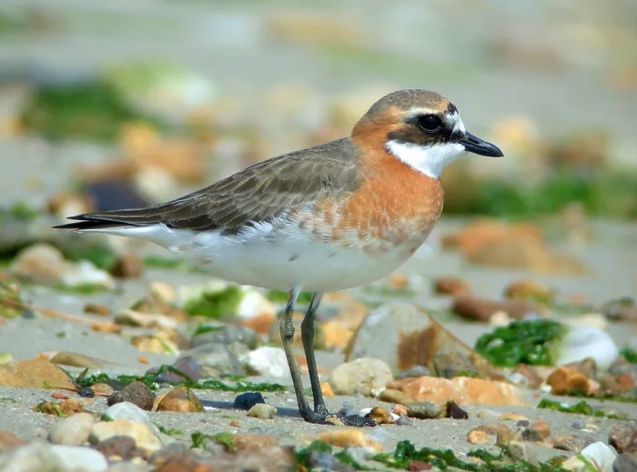 Gerahmter Druck : Mongolischer Strandläufer, Charadrius mongolus Gerahmter Druck : Mongolischer Strandläufer, Charadrius mongolus